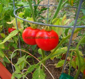 Ripe red tomatoes on the vine